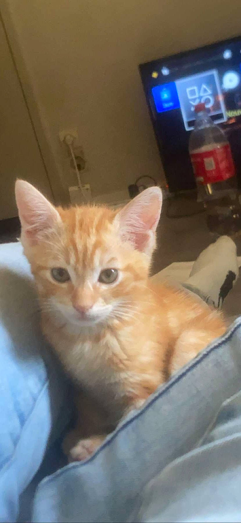 Torrento a rejoint le concours — aidez-le/la à gagner de superbes lots ! carnivore, cat, claw, domestic_short_haired_cat, fawn, felidae, fur, paw, small_to_medium_sized_cats, snout, tail, television, whiskers