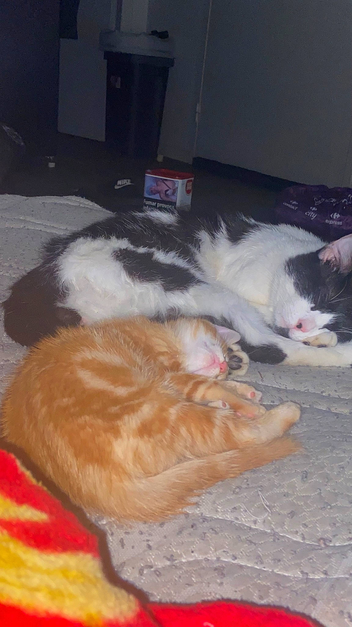 Torrento a rejoint le concours — aidez-le/la à gagner de superbes lots ! canidae, carnivore, cat, comfort, companion_dog, dog_breed, domestic_short_haired_cat, fawn, felidae, floor, flooring, fur, hardwood, paw, sand, small_to_medium_sized_cats, snout, tail, whiskers, wood