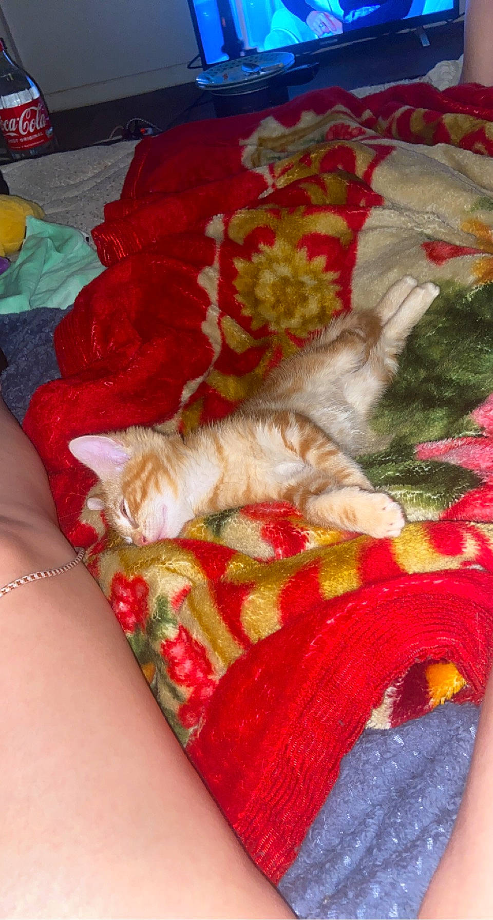 Torrento participe au concours pour gagner de l'argent avec cette photo : bed_sheet, bedding, carnivore, carpet, cat, claw, comfort, domestic_short_haired_cat, fawn, felidae, fur, lap, linens, pattern, paw, room, small_to_medium_sized_cats, tail, whiskers, wool