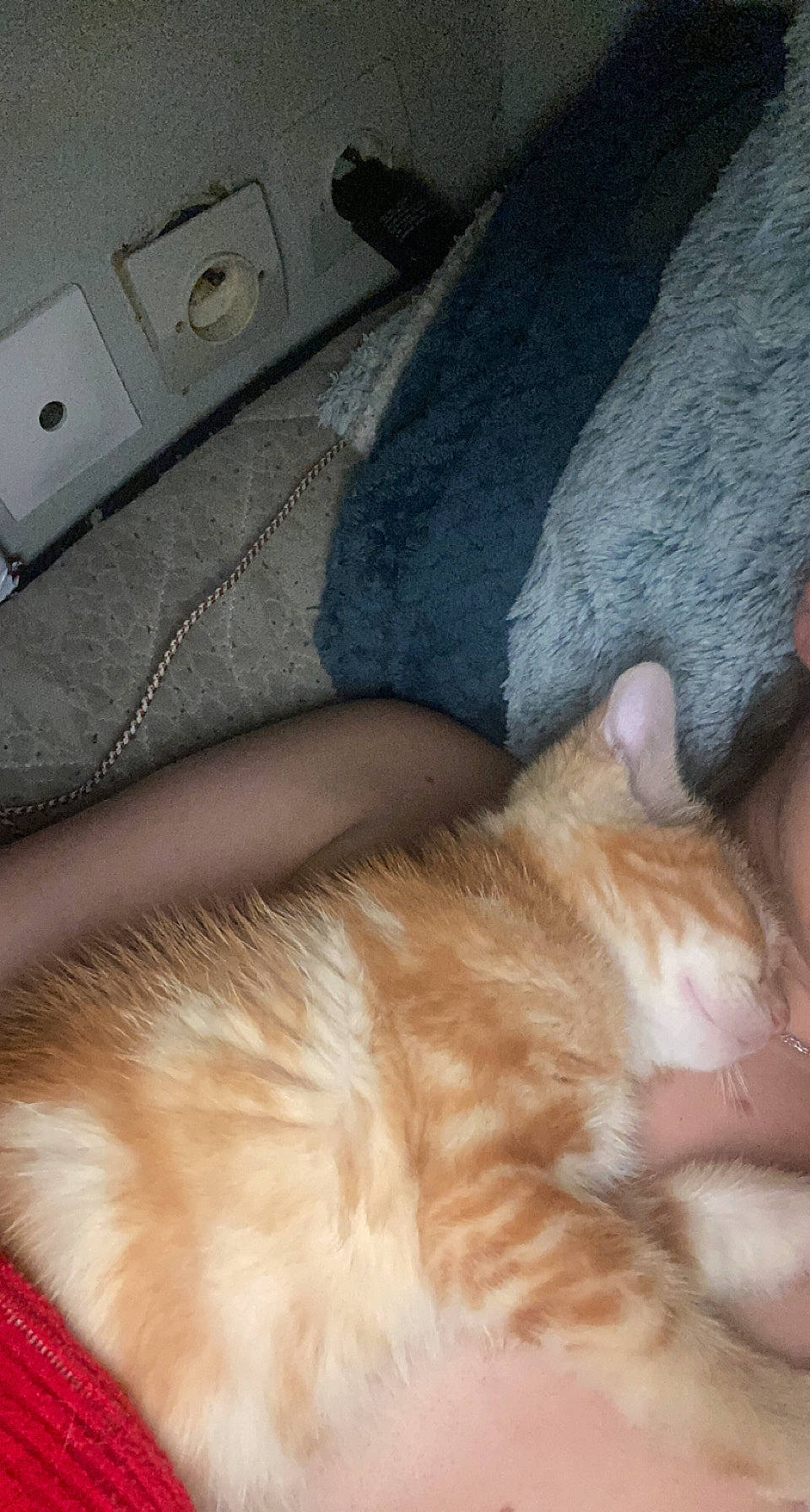 Torrento participe au concours pour gagner de l'argent avec cette photo : carnivore, cat, claw, comfort, communication_device, companion_dog, couch, dog_breed, domestic_short_haired_cat, fawn, felidae, fur, human_leg, mobile_phone, paw, small_to_medium_sized_cats, tail, textile, whiskers, white