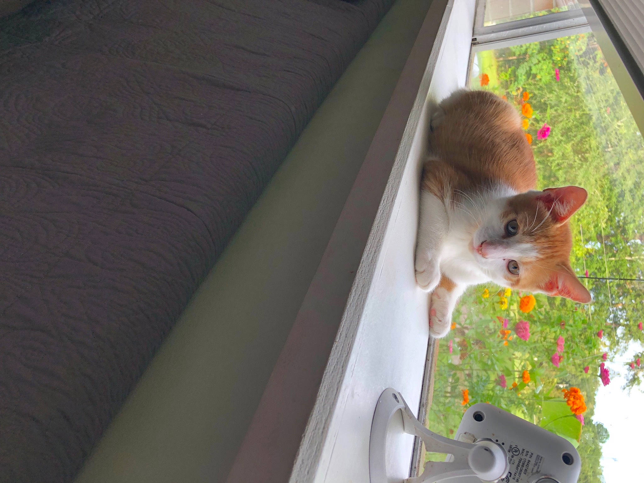 Tabasco is registered to the contest to win money with this photo: carnivore, cat, chair, curtain, domestic_short_haired_cat, felidae, floor, flooring, fur, hardwood, plant, room, small_to_medium_sized_cats, tail, tree, whiskers, window, window_covering, window_treatment, wood