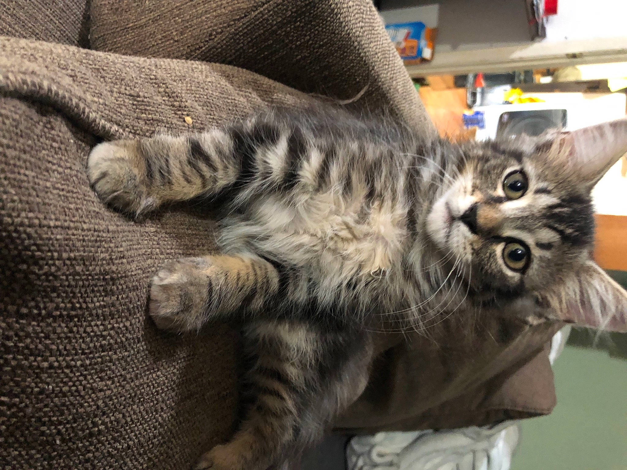 Fluffy joined the competition — help win amazing prizes! carnivore, cat, claw, comfort, couch, domestic_short_haired_cat, felidae, fur, paw, shelf, small_to_medium_sized_cats, snout, tail, whiskers