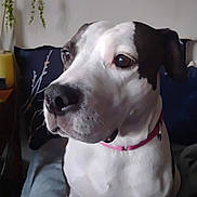 Echo is registered to the contest to win money with this photo: dog, indoor, pet, close_up, white, black, collar, blanket, couch, plant, pillow, face, animal, fur, ears, eyes, nose, sitting, domestic_animal, canine