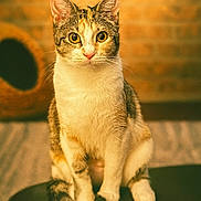 Molly is registered to the contest to win money with this photo: animal, cat, close_up, cozy, curious, ears, eyes, feline, fur, indoor, nose, paws, pet, portrait, sitting, tabby, tail, vintage_style, warm_light, whiskers