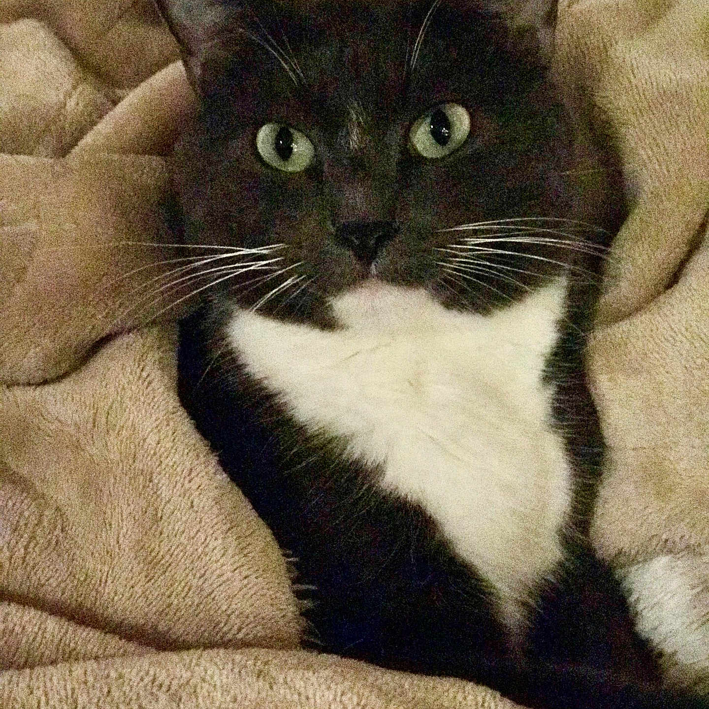 Zeus
