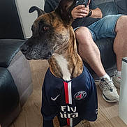 Hélène Gasnier participe au concours pour gagner de l'argent avec cette photo : dog, man, indoor, couch, floor, jersey, sportswear, phone, casual_clothing, footwear, glasses, leather, sitting, pet, brown_dog, shorts, watch, wood_floor, relaxed, home