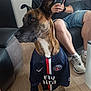 dog, man, indoor, couch, floor, jersey, sportswear, phone, casual_clothing, footwear, glasses, leather, sitting, pet, brown_dog, shorts, watch, wood_floor, relaxed, home