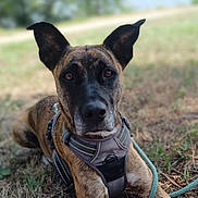Ris participe au concours pour gagner de l'argent avec cette photo : dog, brindle_coat, harness, leash, outdoor, grass, pet, animal, ears, canine, lying_down, nature, closeup, alert, brown, black, eyes, snout, daylight, portrait