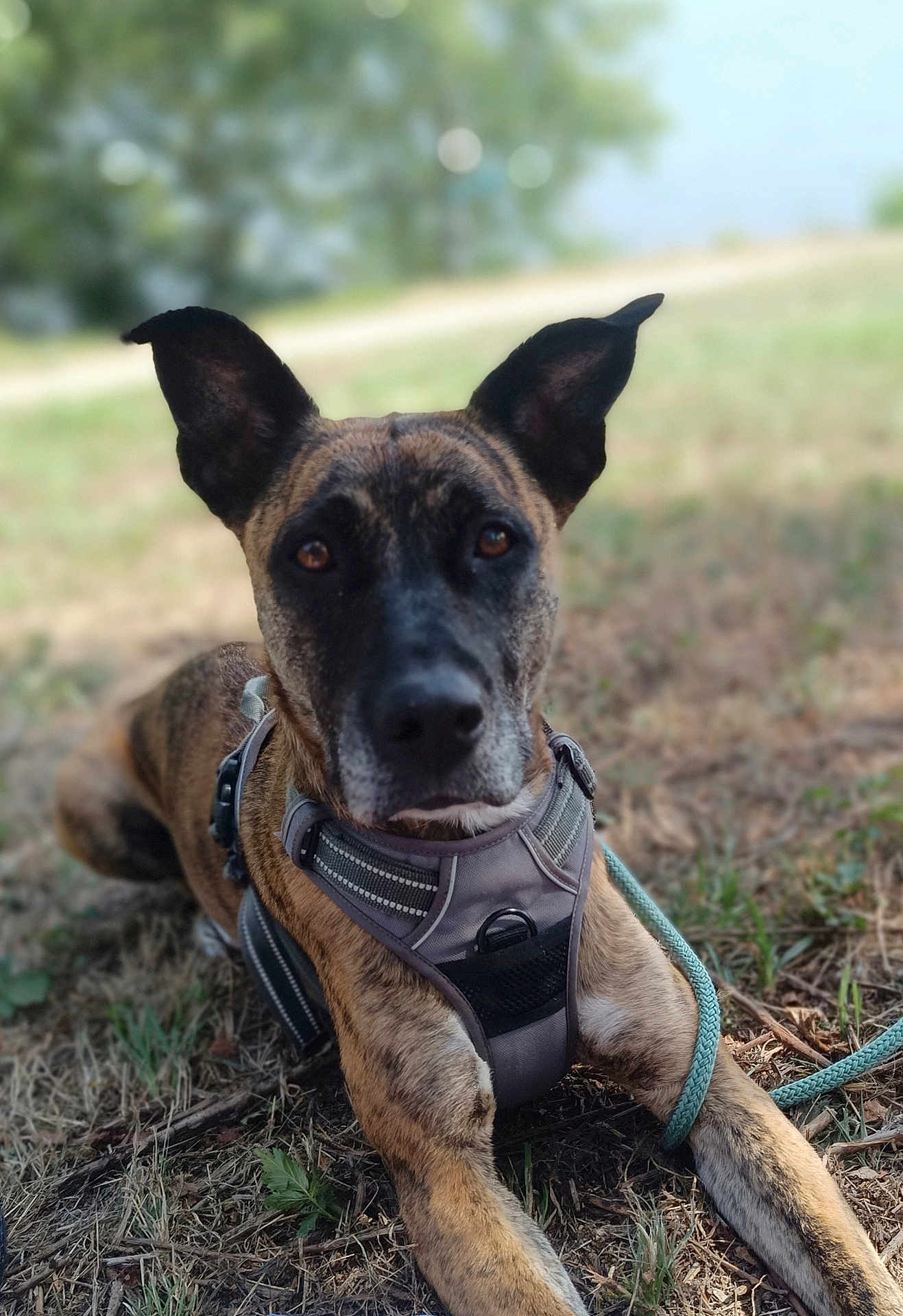 Ris participe au concours pour gagner de l'argent avec cette photo : dog, brindle_coat, harness, leash, outdoor, grass, pet, animal, ears, canine, lying_down, nature, closeup, alert, brown, black, eyes, snout, daylight, portrait