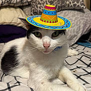 Domino is registered to the contest to win money with this photo: cat, sombrero, hat, white_cat, black_spots, bed, bedding, pillow, indoor, pet, animal, fur, whiskers, relaxed, cute, green_eyes, small_hat, resting, domestic_cat, closeup