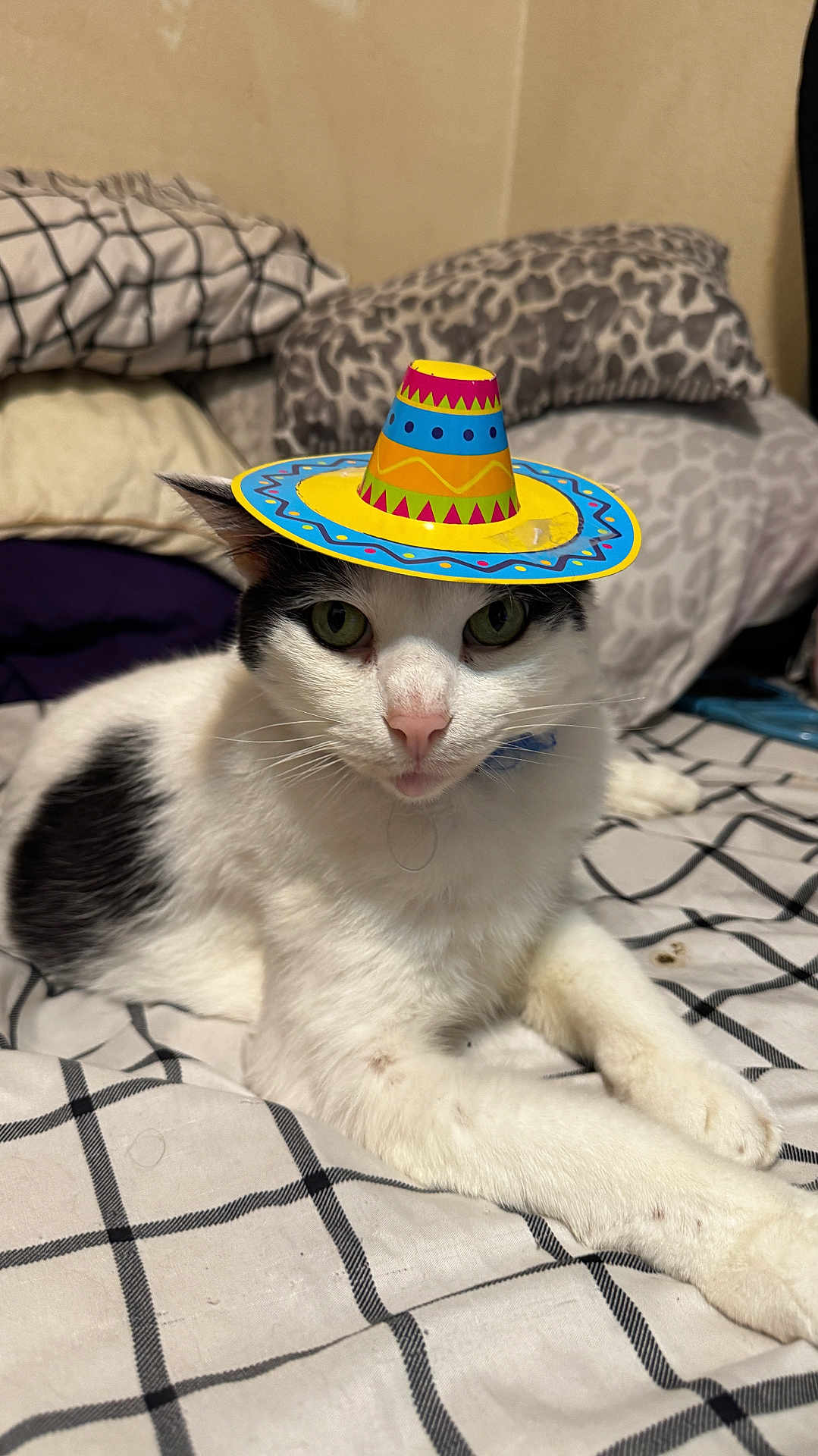 Domino