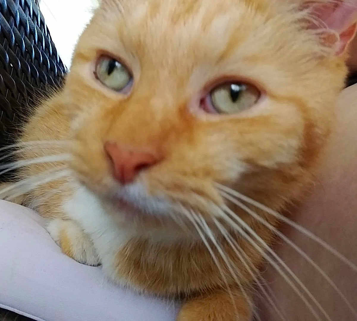 Loki is registered to the contest to win money with this photo: cat, ginger_cat, close_up, whiskers, green_eyes, nose, paw, fur, feline, pet, portrait, indoor, domestic_animal, muzzle, sleepy, relaxed, cushion, wicker_chair, macro, adorable