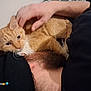 cat, ginger_cat, pet, person, beard, hand, beanie, black_clothing, indoor, snuggling, whiskers, fur, resting, face, close_up, wall, neck, ear, eyes, watermark