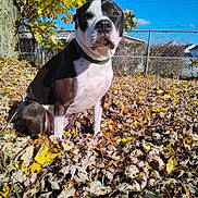 Baxter is registered to the contest to win money with this photo: animal, autumn, blue_sky, chainlink_fence, close_up, collar, dog, fallen_leaves, grass, leaf_litter, outdoors, pet, pitbull, portrait, residential, sitting, sunlight, tree, trunk, yard