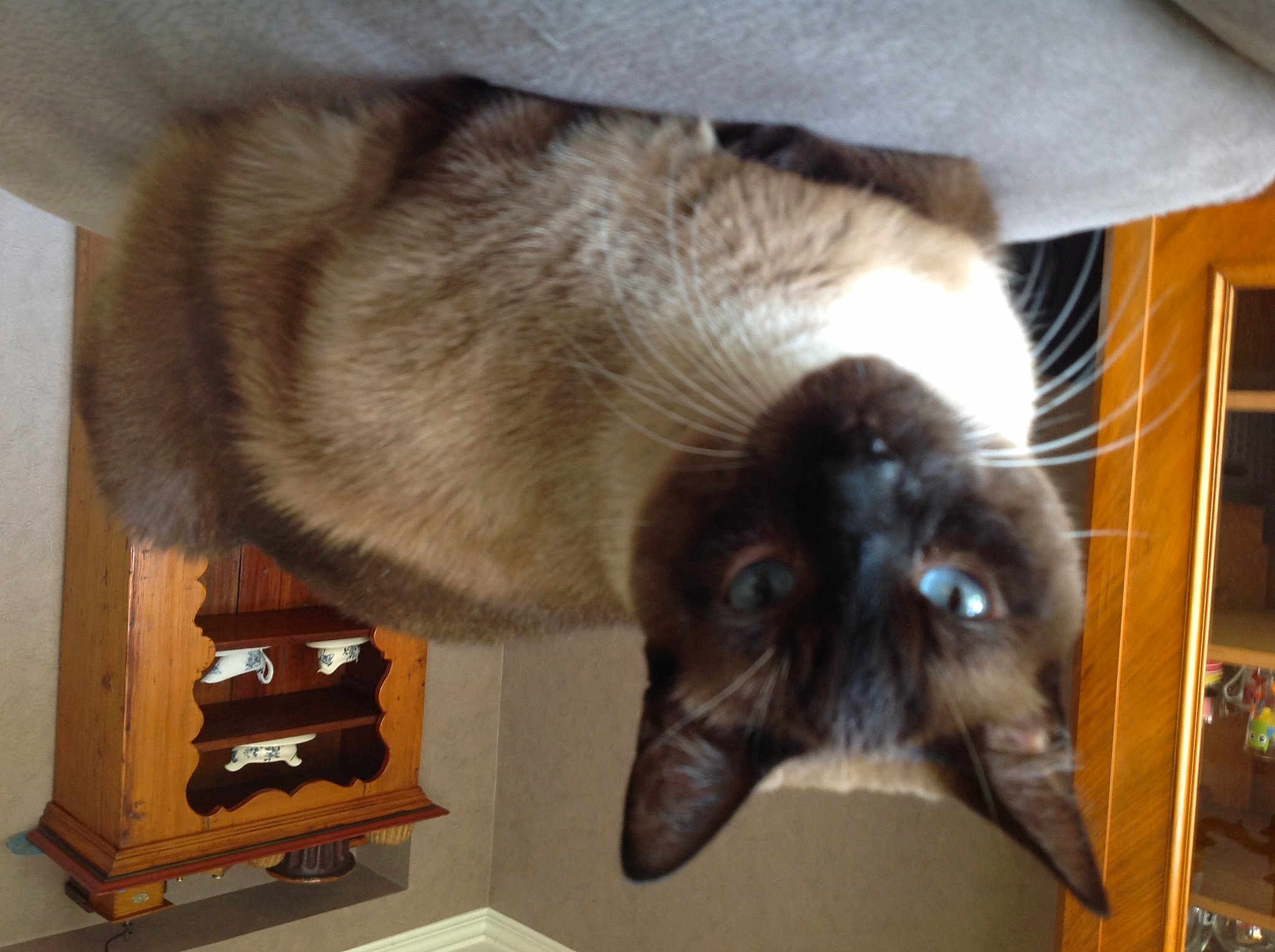 Pépito