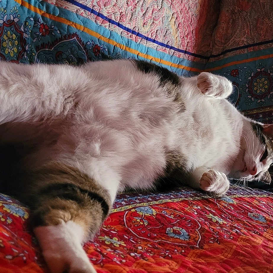 Minou