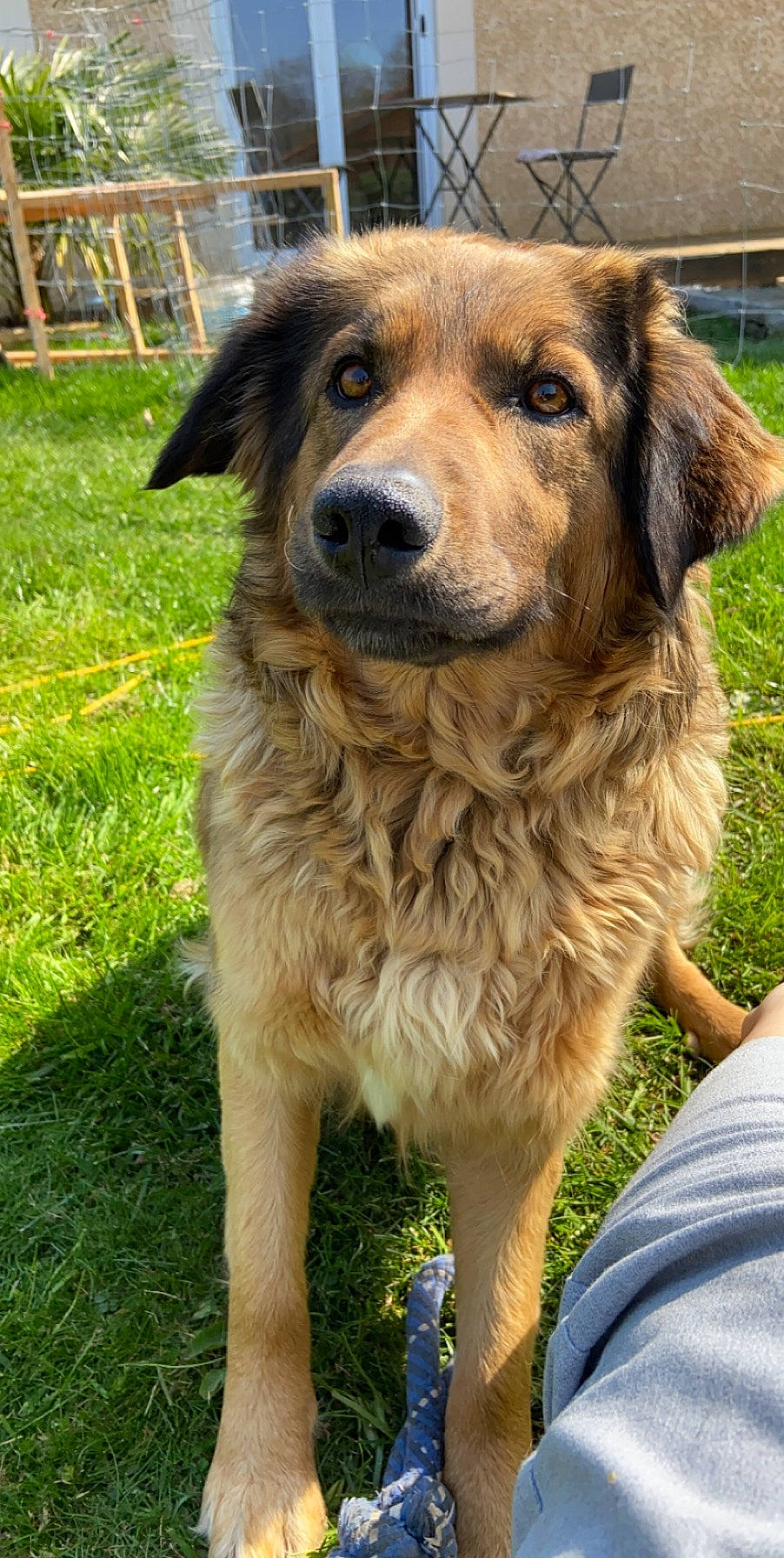 Molly a rejoint le concours — aidez-le/la à gagner de superbes lots ! aidi, ancient_dog_breeds, basque_shepherd_dog, canidae, carnivore, carpathian_shepherd_dog, companion_dog, dog, dog_breed, estrela_mountain_dog, fawn, leonberger, mammal, sporting_group, vertebrate, working_dog