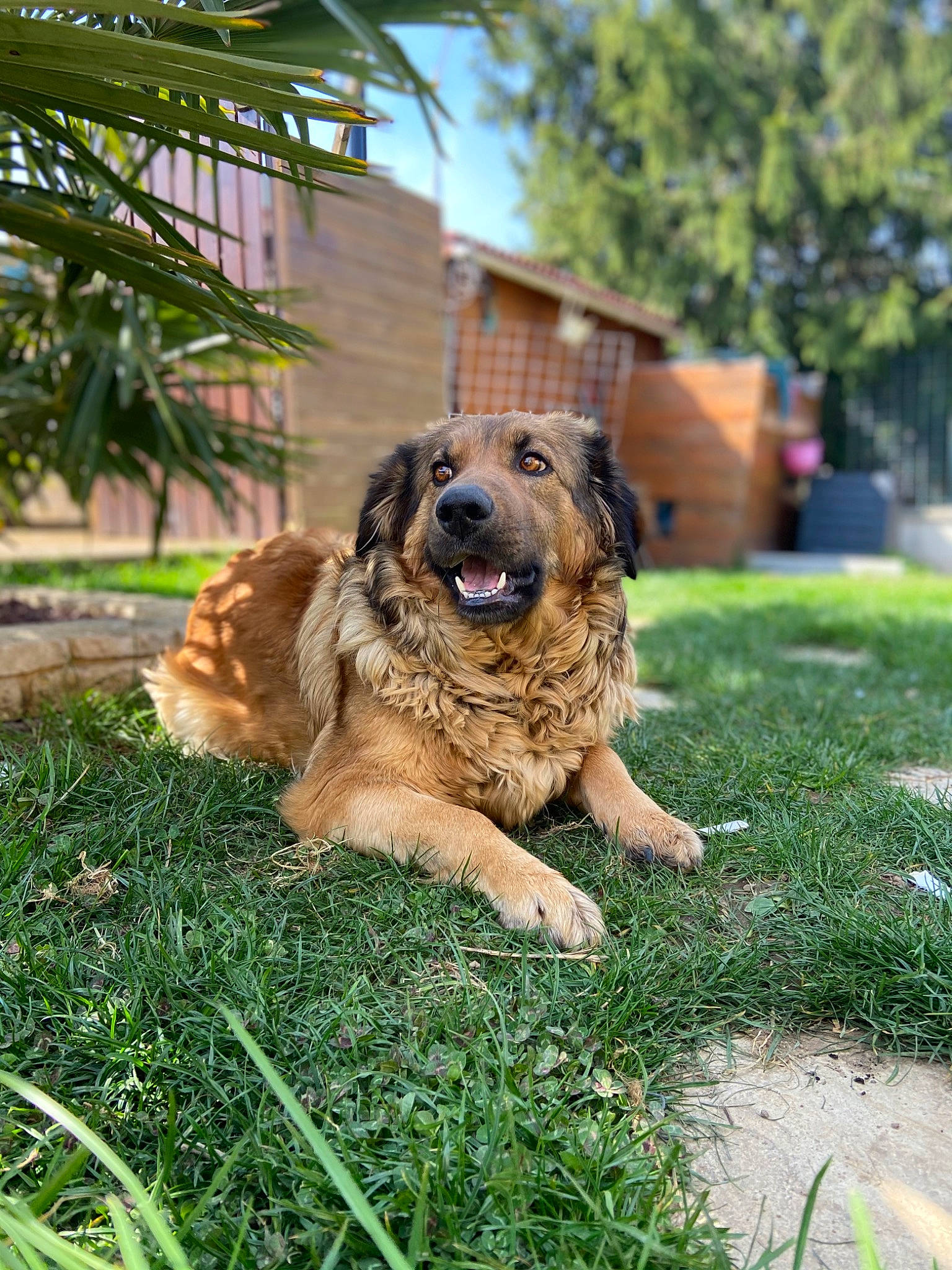 Molly participe au concours pour gagner de l'argent avec cette photo : ball, biting, building, canidae, carnivore, companion_dog, dog, dog_breed, fawn, grass, guard_dog, plant, sky, sporting_group, tree, wildlife, working_dog