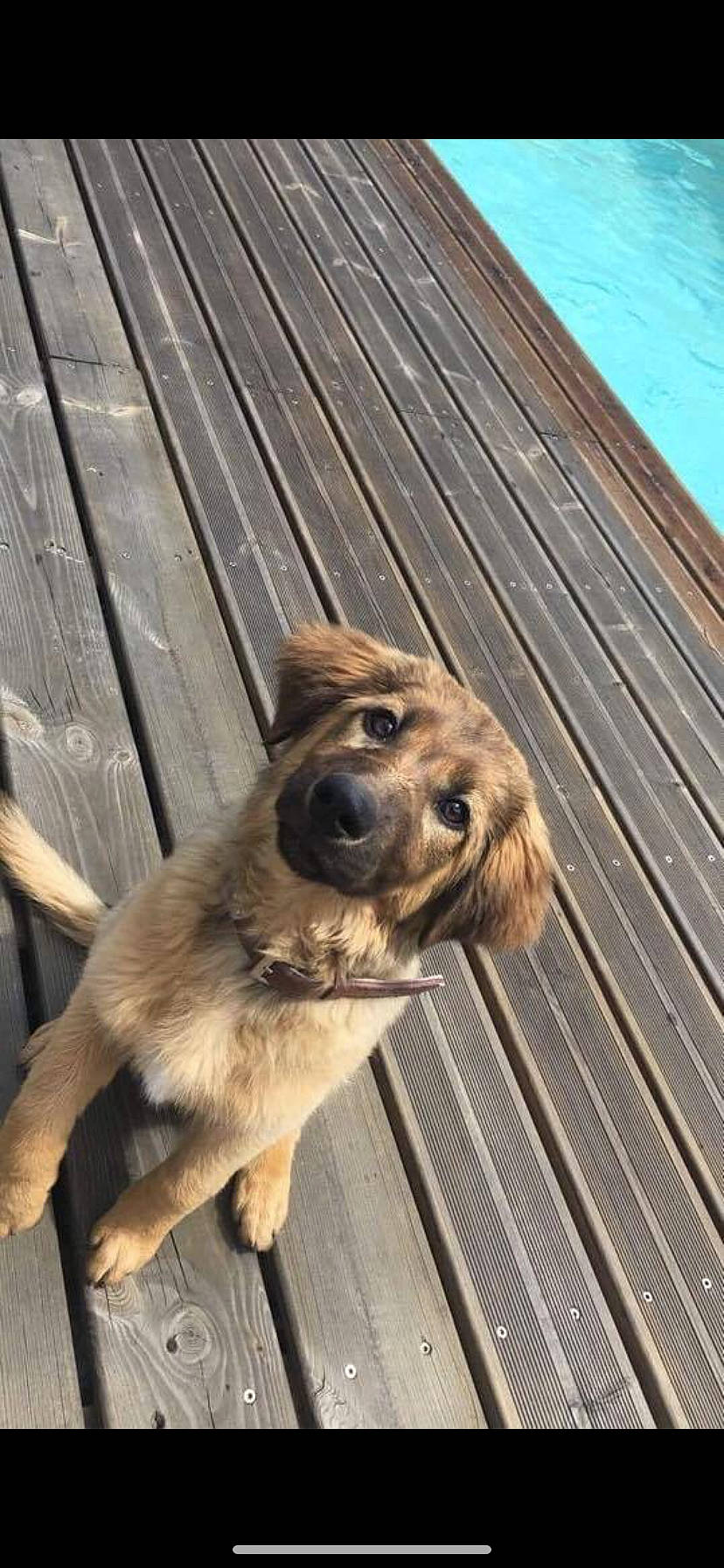 Molly a rejoint le concours — aidez-le/la à gagner de superbes lots ! canidae, carnivore, companion_dog, dog, dog_breed, fawn, german_shepherd_dog, mammal, snout, sporting_group, vertebrate, wood