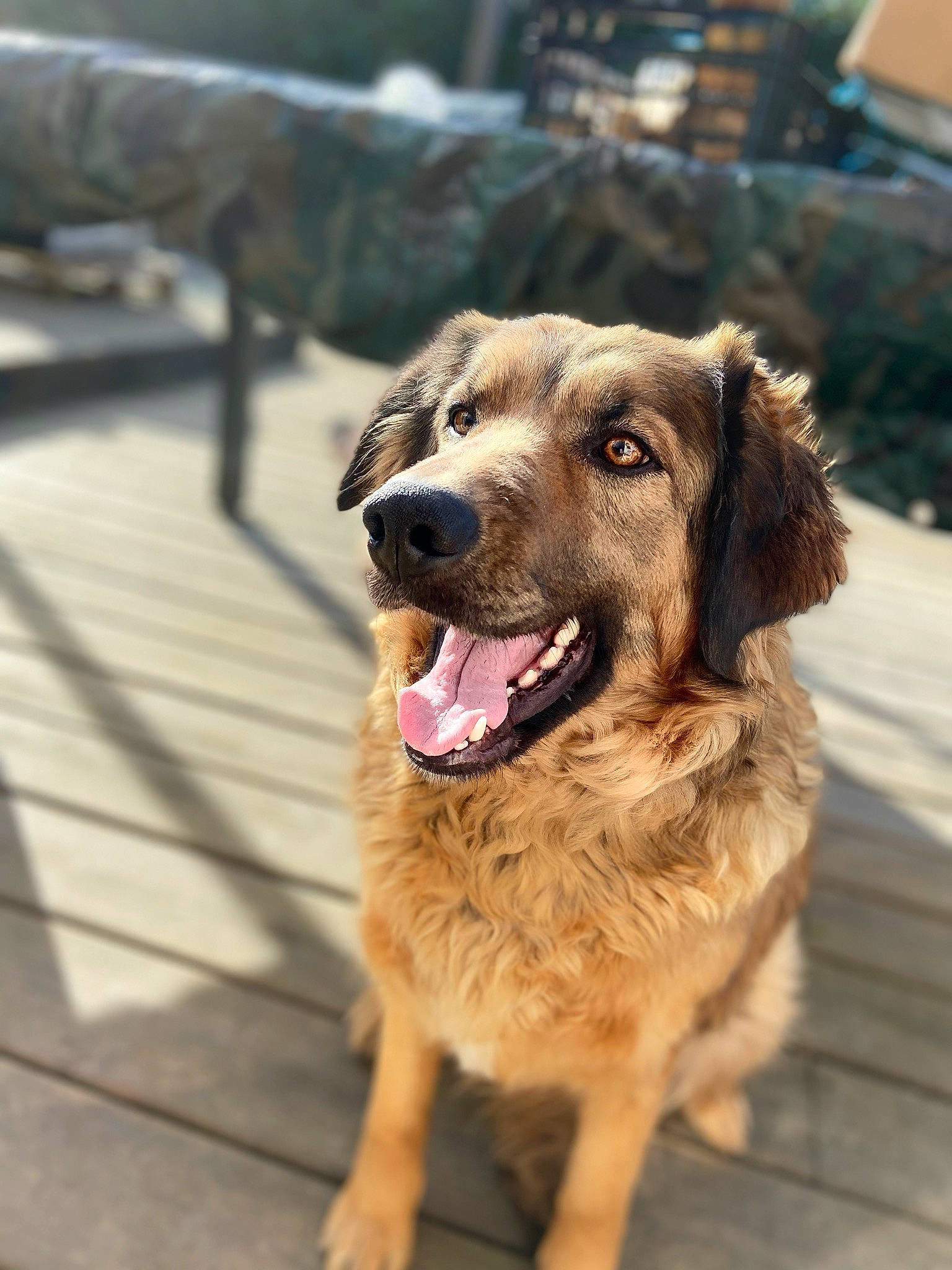 Molly a rejoint le concours — aidez-le/la à gagner de superbes lots ! canidae, carnivore, companion_dog, dog, dog_breed, fawn, golden_retriever, guard_dog, mammal, nose, snout, sporting_group, street_dog, vertebrate, working_dog