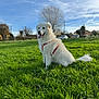 Olly participe au concours pour gagner de l'argent avec cette photo : animal, canine, clouds, daytime, dog, field, grass, greenery, happy, harness, nature, outdoor, park, pet, sky, summer, sunlight, tongue_out, tree, white_dog