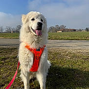 Olly a rejoint le concours — aidez-le/la à gagner de superbes lots ! animal, canine, clouds, cute, dog, field, fluffy, grass, happy, harness, leash, nature, outdoor, pet, rural, sitting, sky, sunlight, tongue_out, white_dog