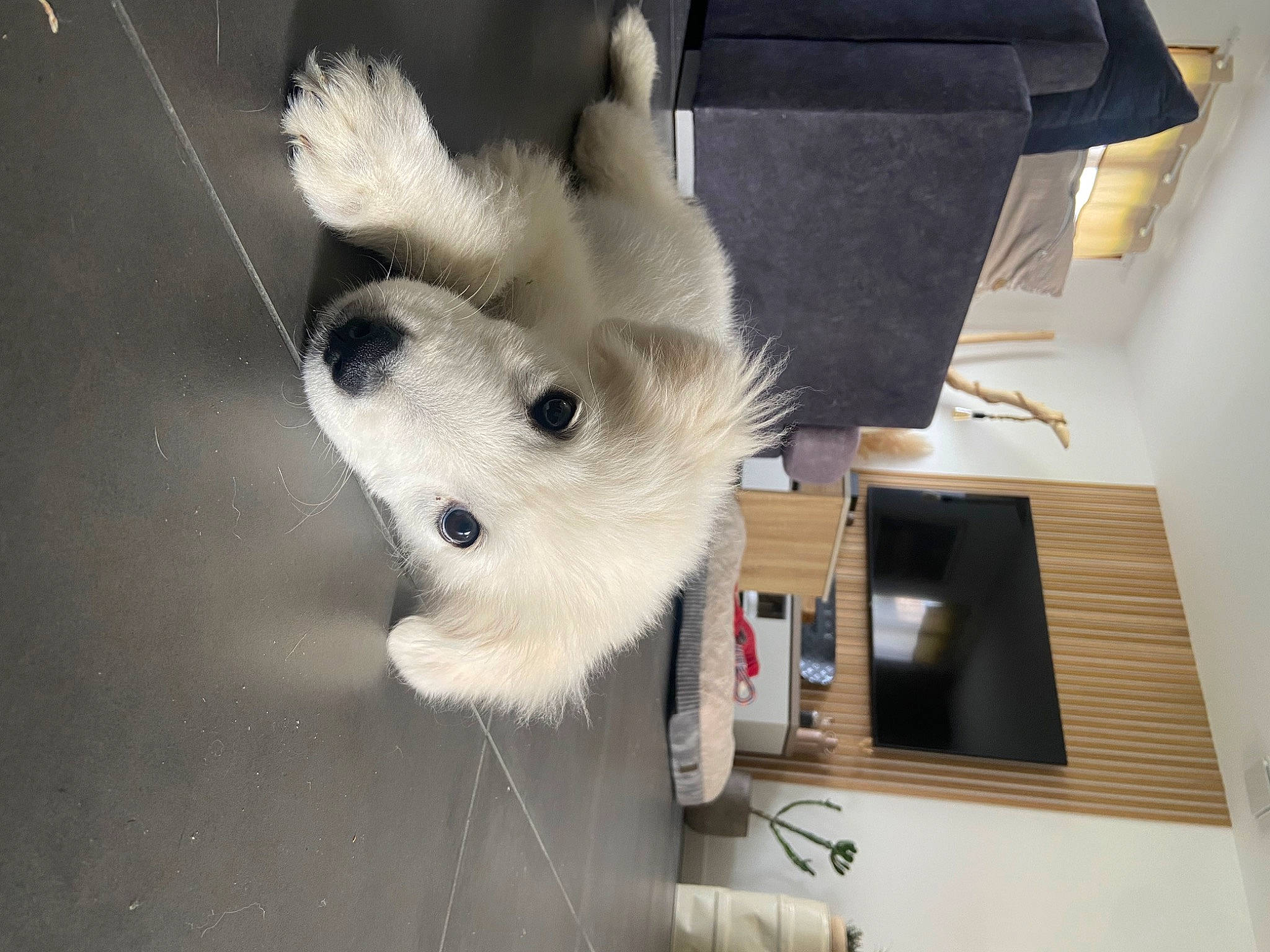 Olly participe au concours pour gagner de l'argent avec cette photo : canidae, carnivore, companion_dog, desk, dog_breed, drawer, fawn, felidae, flooring, fur, non_sporting_group, office_supplies, room, samoyed, small_to_medium_sized_cats, sporting_group, tail, toy, whiskers, wood