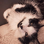 Loulou a rejoint le concours — aidez-le/la à gagner de superbes lots ! cat, black_and_white, fluffy, upside_down, close_up, pet, feline, whiskers, curious, eyes, soft_lighting, indoor, texture, fur, relaxed, cozy, resting, animal, portrait, cute