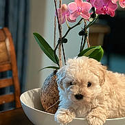 Summer joined the competition — help win amazing prizes! puppy, dog, bowl, flower, orchid, plant, pink_flower, indoor, table, wooden_chair, cute, fluffy, pet, decor, green_leaves, cozy, home, animal, small_dog, relaxed