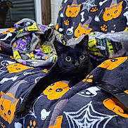 Buckie joined the competition — help win amazing prizes! black_cat, cat, pet, animal, indoor, blanket, halloween_theme, pumpkin_pattern, spider_web, bones_pattern, paw, remote_control, curious_eyes, cozy, relaxed, feline, soft_texture, orange, black, purple