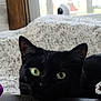 black_cat, green_eyes, resting, indoor, knitted_blanket, window, daylight, close_up, pet, feline, whiskers, fur, relaxing, cozy, home, curious, table, domestic_animal, face, ears