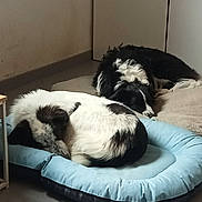 Bella Et Stella a rejoint le concours — aidez-le/la à gagner de superbes lots ! dog, two_dogs, sleeping, pet, bed, cushion, indoor, fur, black_and_white, curled_up, cozy, resting, tile_floor, cabinet, home_interior, napping, companion, closeup, paw, domestic_animal