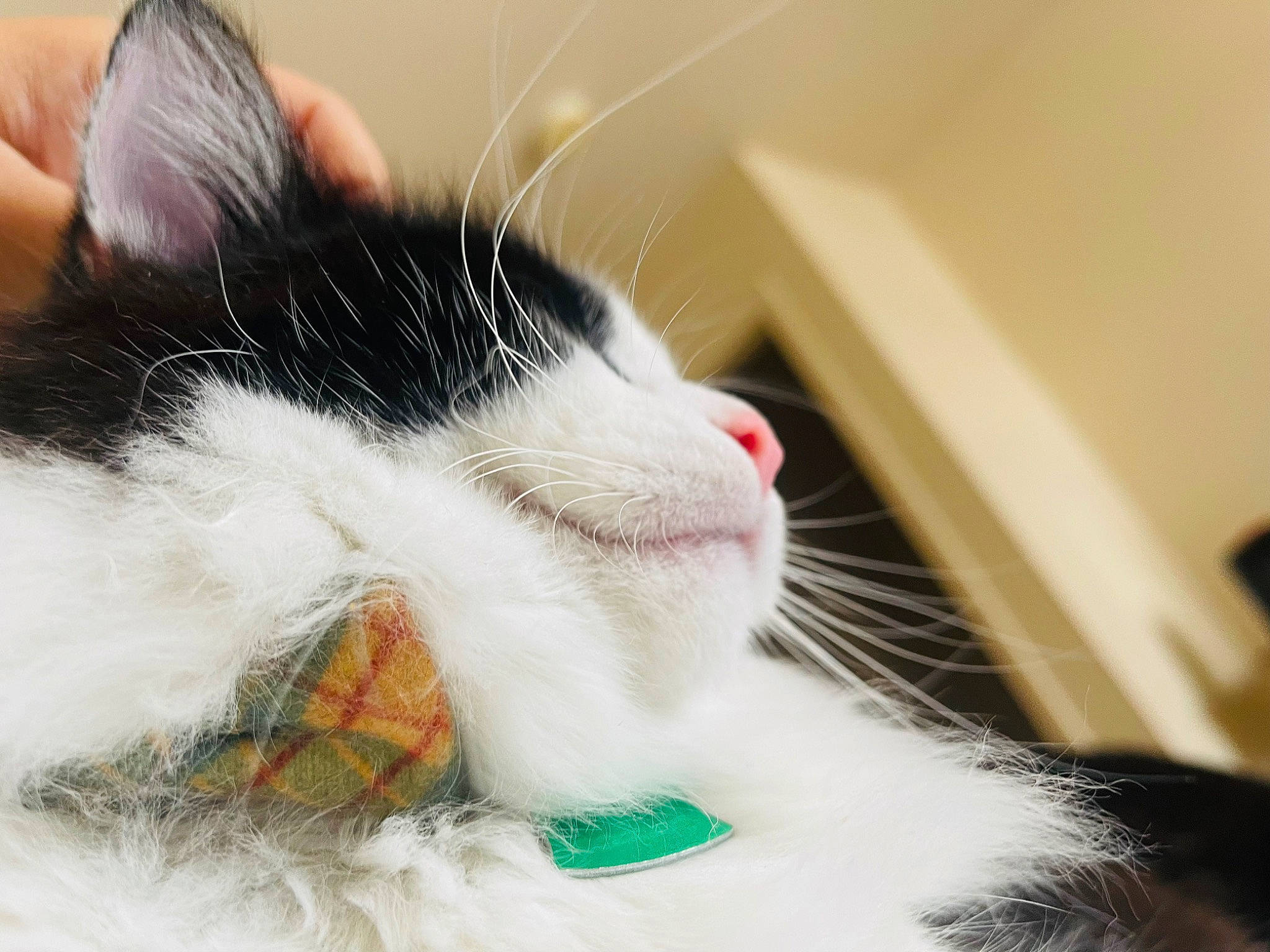 Oreo is registered to the contest to win money with this photo: carnivore, cat, claw, comfort, domestic_short_haired_cat, felidae, foot, fur, nap, paw, sleep, small_to_medium_sized_cats, snout, tail, whiskers