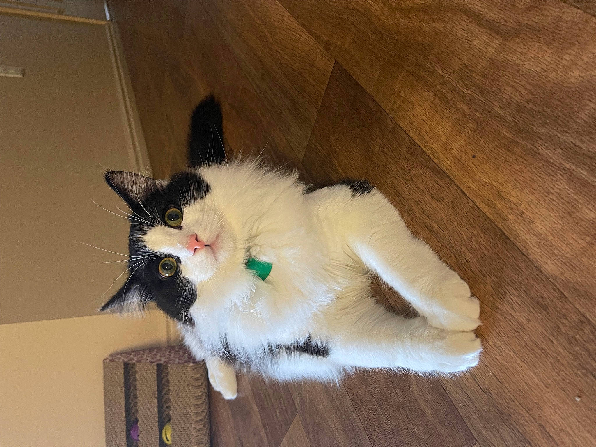 Oreo And Milo joined the competition — help win amazing prizes! canidae, carnivore, cat, claw, dog_breed, fawn, felidae, flooring, fur, hardwood, paw, plank, small_to_medium_sized_cats, tail, varnish, whiskers, wood, wood_flooring, wood_stain