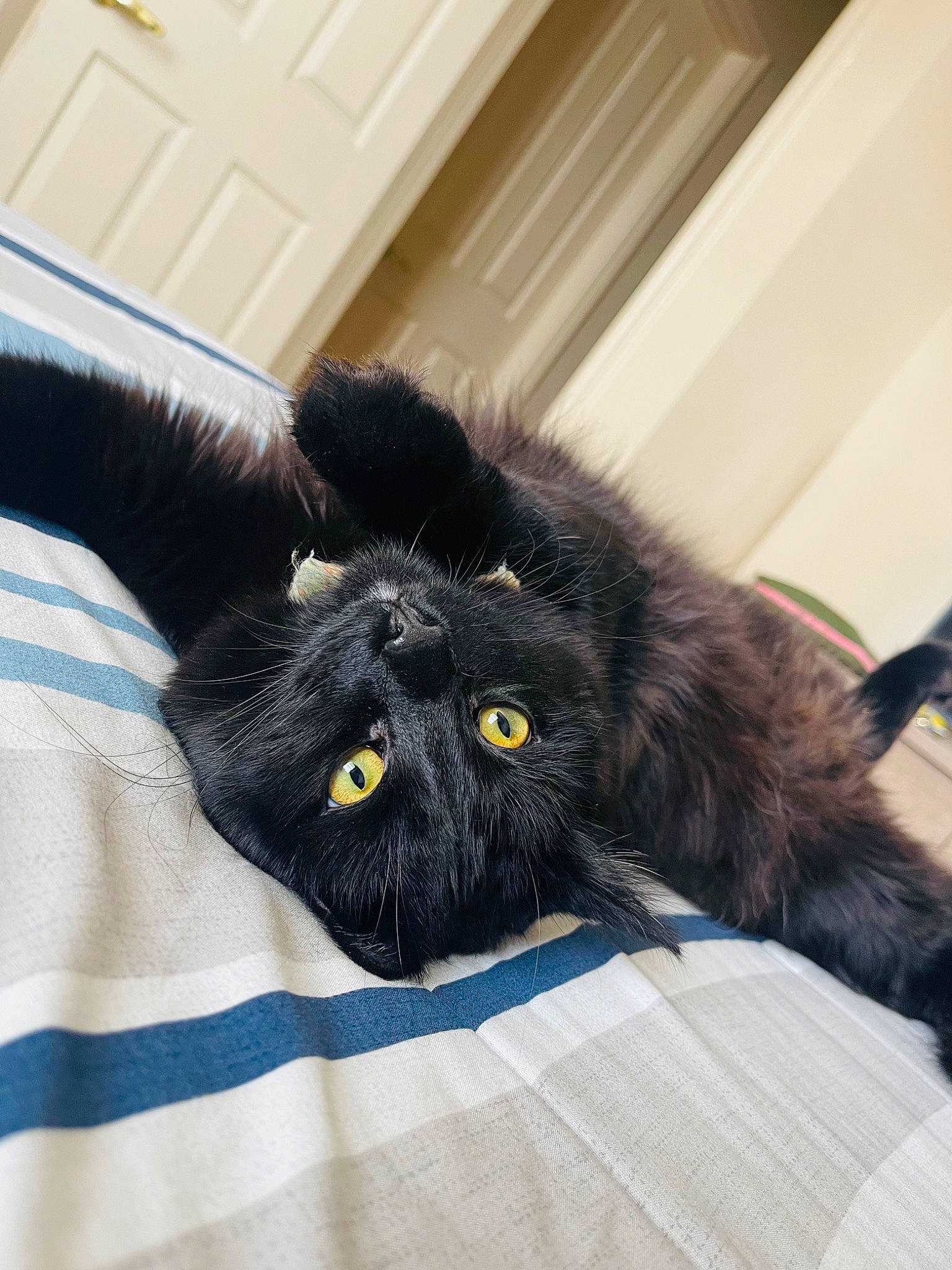 Oreo And Milo is registered to the contest to win money with this photo: black_cat, carnivore, cat, chair, claw, comfort, domestic_short_haired_cat, door, eye, felidae, foot, fur, nap, paw, sitting, small_to_medium_sized_cats, snout, tail, terrestrial_animal, whiskers