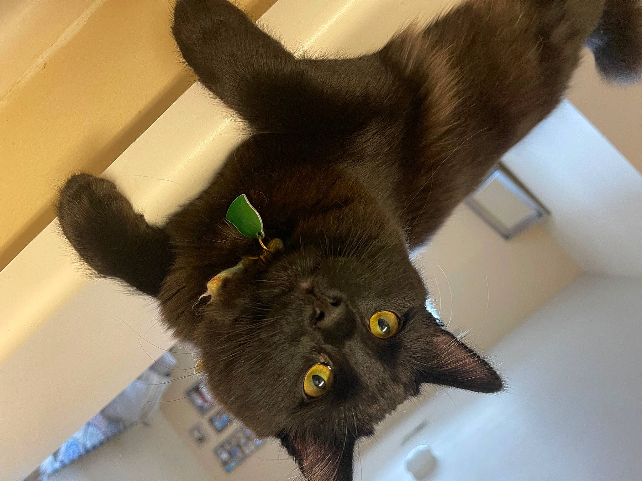 Oreo And Milo joined the competition — help win amazing prizes! black_cat, carnivore, cat, claw, dog_breed, domestic_short_haired_cat, felidae, fur, gesture, glove, nail, paw, plush, safety_glove, small_to_medium_sized_cats, stuffed_toy, tail, terrestrial_animal, whiskers, working_animal