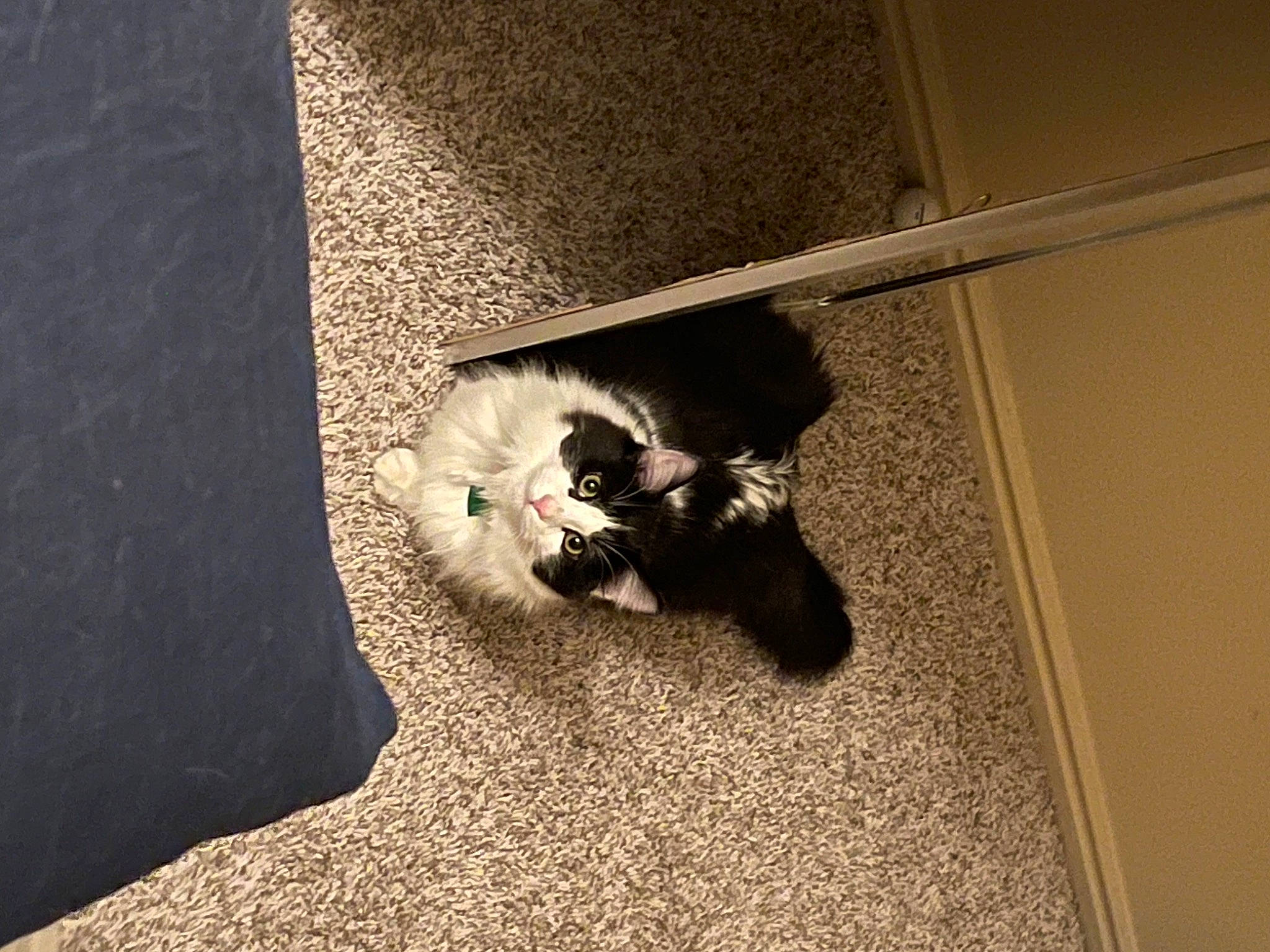 Oreo And Milo is registered to the contest to win money with this photo: carnivore, cat, comfort, companion_dog, darkness, domestic_short_haired_cat, felidae, floor, flooring, fur, grey, hardwood, human_leg, room, shadow, small_to_medium_sized_cats, tail, tints_and_shades, whiskers, wood