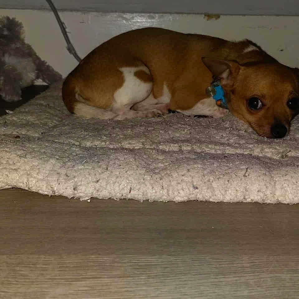 Jeanne Pereira joined the competition — help win amazing prizes! animal, brown, carpet, collar, cozy, dog, floor, indoor, looking, lying_down, pet, quiet, resting, rug, sideways, small_dog, stuffed_animal, toy, white, wooden_floor