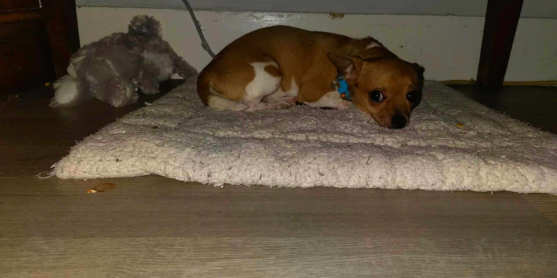 Jeanne Pereira joined the competition — help win amazing prizes! dog, small_dog, brown, white, collar, rug, carpet, stuffed_animal, toy, wooden_floor, indoor, pet, animal, lying_down, looking, floor, cozy, quiet, resting, sideways