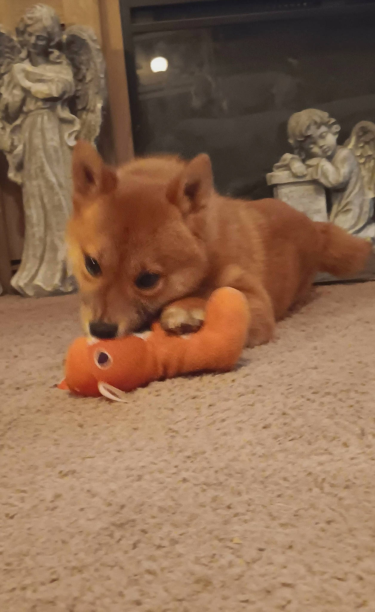 Zacara is registered to the contest to win money with this photo: canidae, carnivore, companion_dog, dog, dog_breed, fawn, felidae, flooring, fur, german_spitz, german_spitz_mittel, snout, spitz, tail, terrestrial_animal, toy_dog, vertebrate, whiskers, wood, working_animal