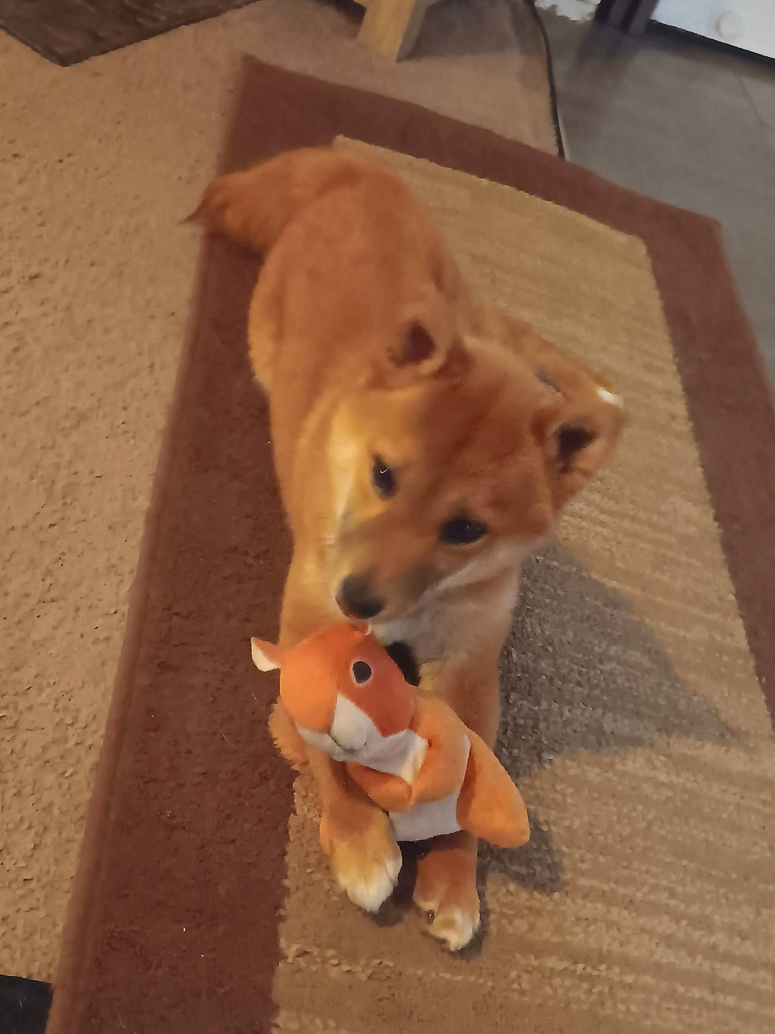 Zacara joined the competition — help win amazing prizes! canidae, carnivore, companion_dog, dog, dog_breed, dog_supply, fawn, floor, flooring, fur, hardwood, pet_supply, snout, sporting_group, tail, terrestrial_animal, toy, whiskers, wood, working_animal