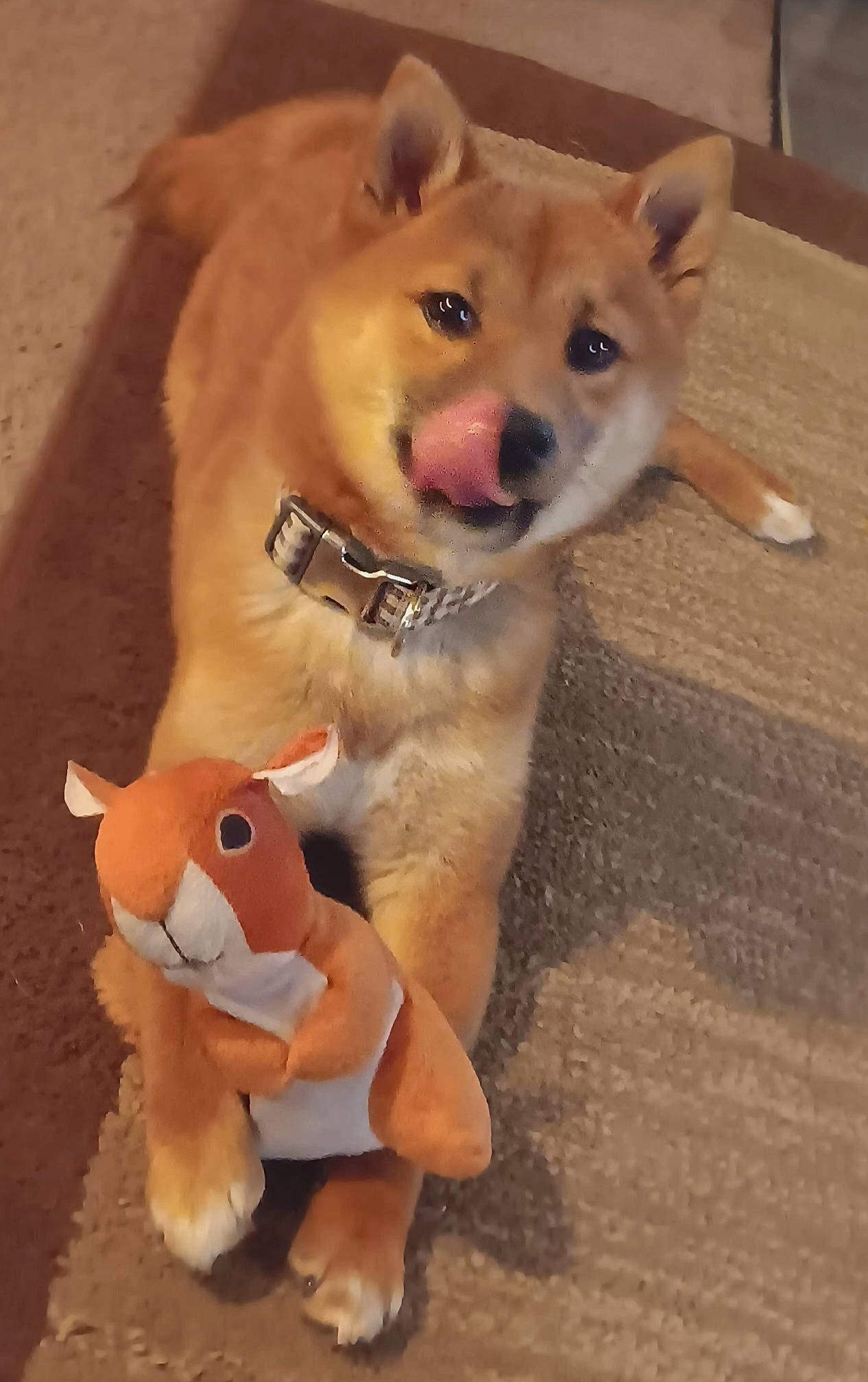 Zacara joined the competition — help win amazing prizes! canidae, carnivore, collar, companion_dog, dog, dog_breed, dog_supply, fawn, flooring, fur, non_sporting_group, paw, pet_supply, snout, spitz, sporting_group, tail, terrestrial_animal, whiskers, working_animal