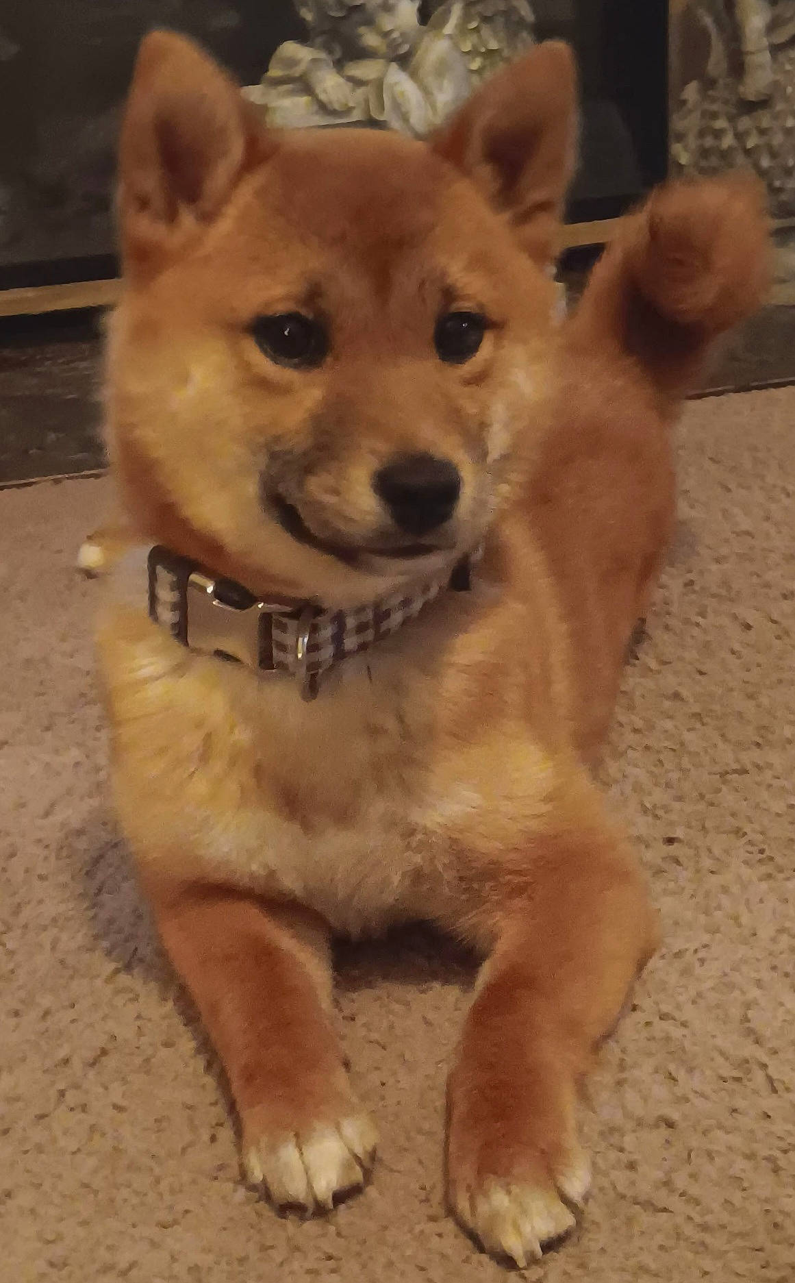 Zacara joined the competition — help win amazing prizes! ancient_dog_breeds, carnivore, companion_dog, dingo, dog, dog_breed, fawn, fur, non_sporting_group, paw, puppy, snout, spitz, tail, terrestrial_animal, whiskers, working_animal, working_dog