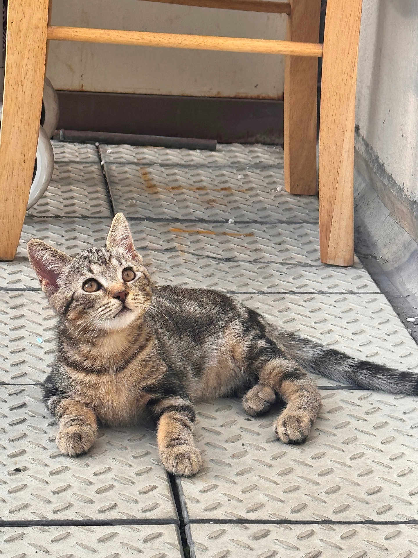 Pasha joined the competition — help win amazing prizes! cat, kitten, tabby, animal, pet, floor, outdoor, wooden_chair, curious, feline, young, resting, eyes, whiskers, tail, paws, texture, pattern, relaxed, looking_up