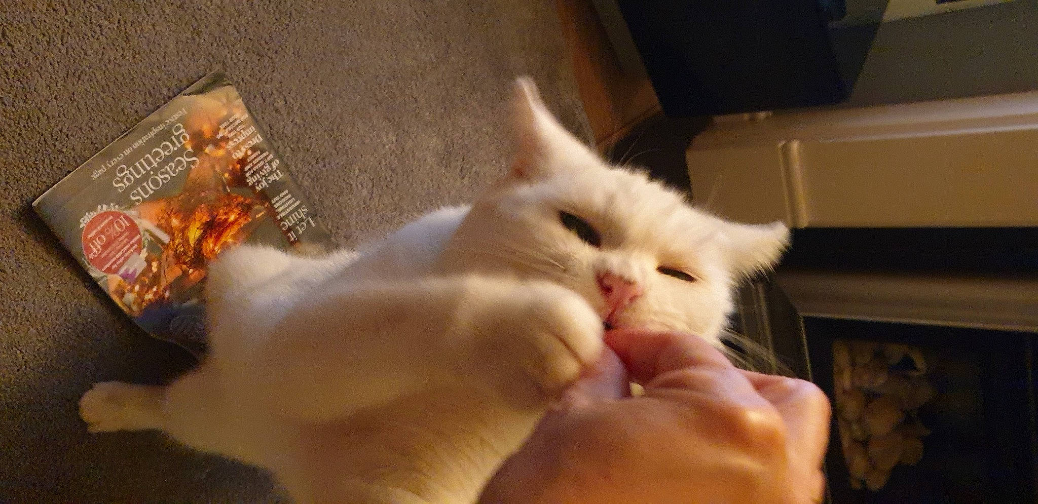 Baby is registered to the contest to win money with this photo: carnivore, cat, claw, domestic_short_haired_cat, fawn, felidae, fur, gesture, nail, paw, small_to_medium_sized_cats, whiskers