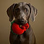dog, toy, plush, tomato, pet, animal, portrait, brown_background, closeup, cute, looking_at_camera, ears, fur, domestic_animal, playful, indoor, mammal, face, nose, expression