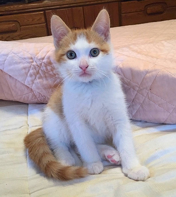 Baci is registered to the contest to win money with this photo: aegean_cat, american_wirehair, arabian_mau, asian, carnivore, cat, domestic_short_haired_cat, eye, felidae, japanese_bobtail, kitten, mammal, ojos_azules, polydactyl_cat, small_to_medium_sized_cats, tail, turkish_angora, turkish_van, vertebrate, whiskers