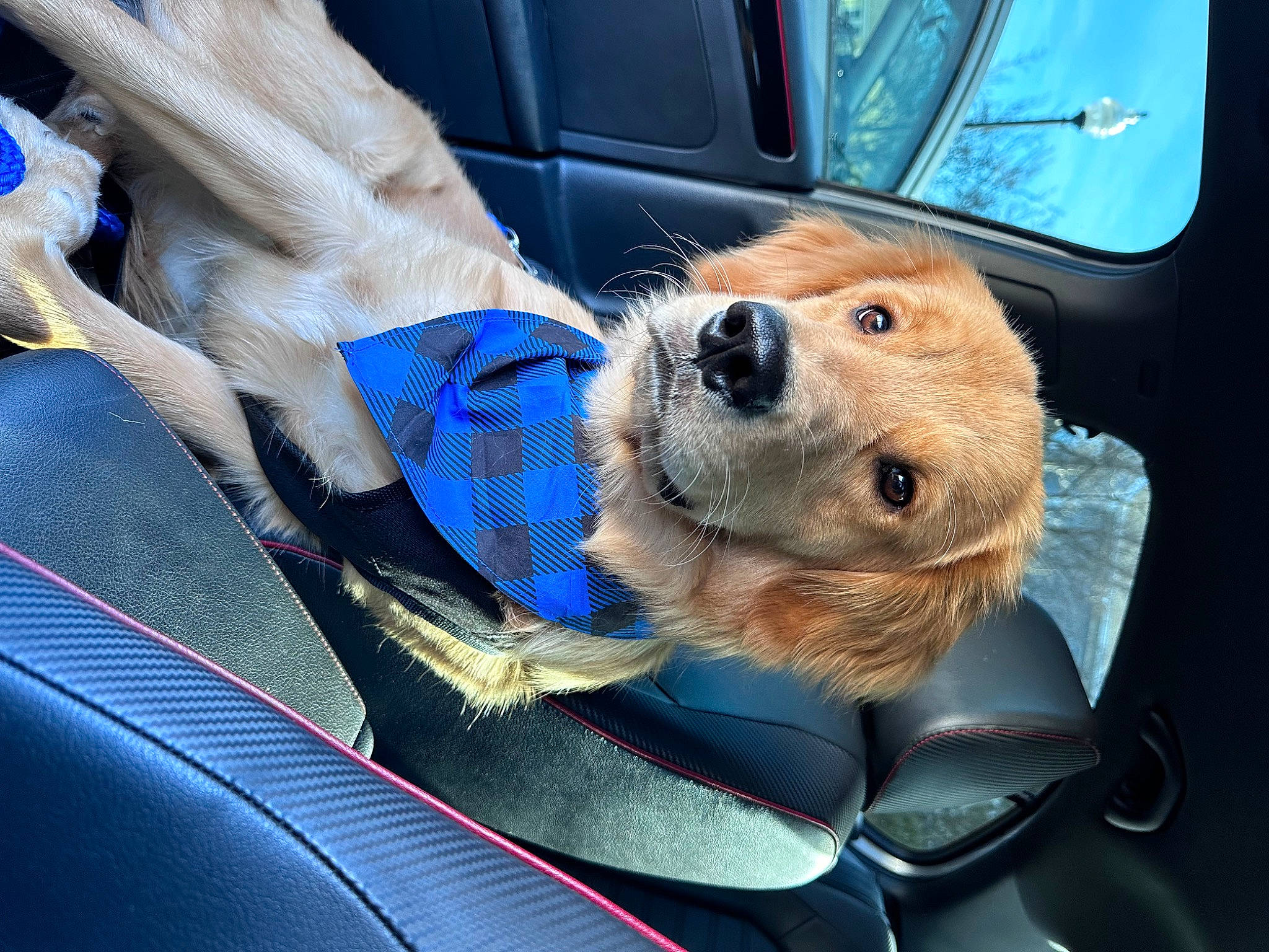 Koe joined the competition — help win amazing prizes! auto_part, automotive_exterior, automotive_lighting, automotive_mirror, automotive_window_part, car, car_seat, carnivore, companion_dog, dog, dog_breed, electric_blue, glass, hood, motor_vehicle, personal_luxury_car, snout, vehicle, vehicle_door, windshield