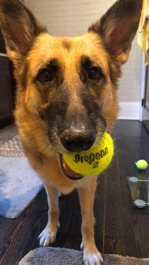 Sasha is registered to the contest to win money with this photo: canidae, carnivore, dog, dog_breed, east_european_shepherd, fawn, formosan_mountain_dog, german_shepherd_dog, king_shepherd, mammal, potcake_dog, rare_breed_dog, snout, street_dog, vertebrate, working_dog