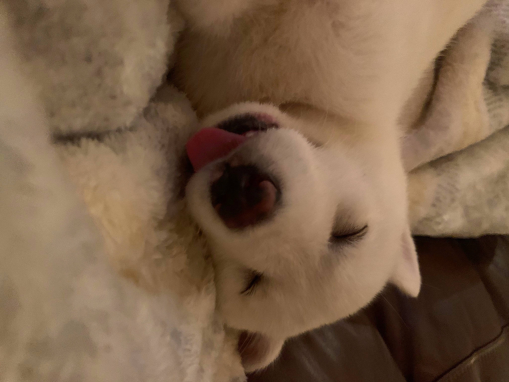 Alaska is registered to the contest to win money with this photo: canidae, carnivore, close_up, dog_breed, fur, mouth, nose, puppy, puppy_love, snout